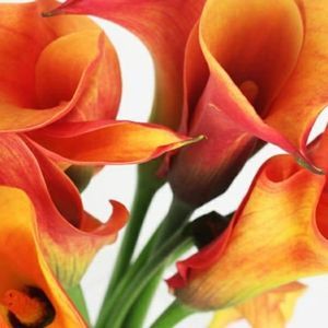 Meet your Posher, Geraldine